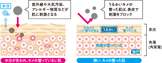キメの整っていない肌と、キメの整った肌の違い(イメージ図)