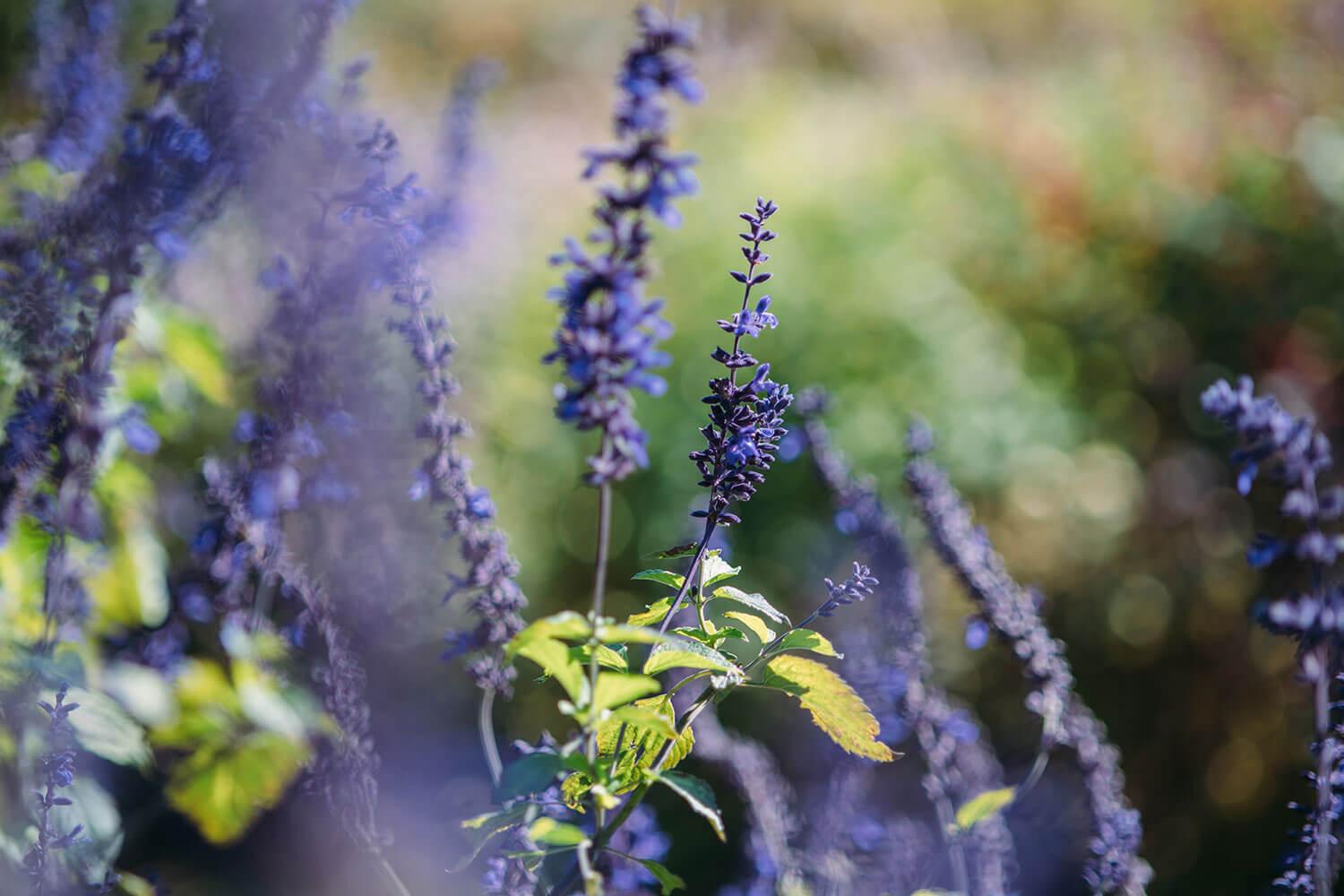 2112-feature-treeoflifexkusu-01-cut02