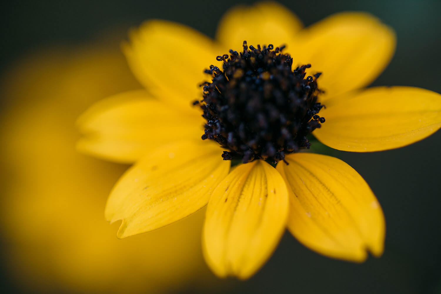 2112-feature-treeoflifexkusu-01-cut03