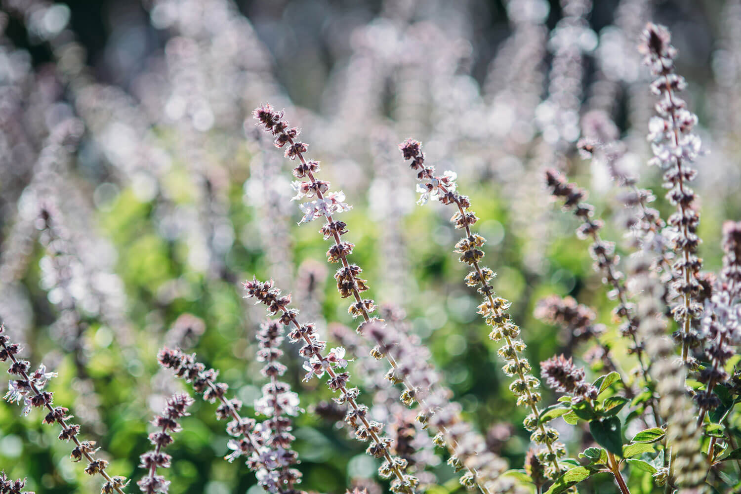 2112-feature-treeoflifexkusu-02-cut02