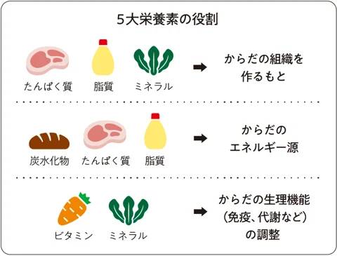 5大栄養素の役割