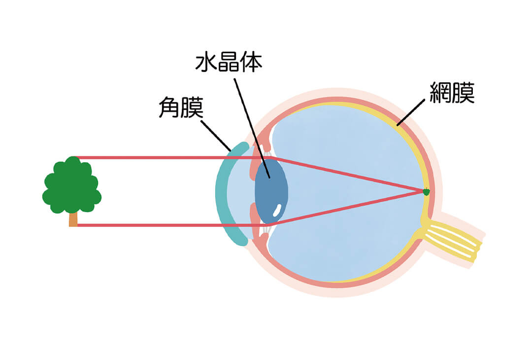 「目が見えるしくみ」と「目の健康」について