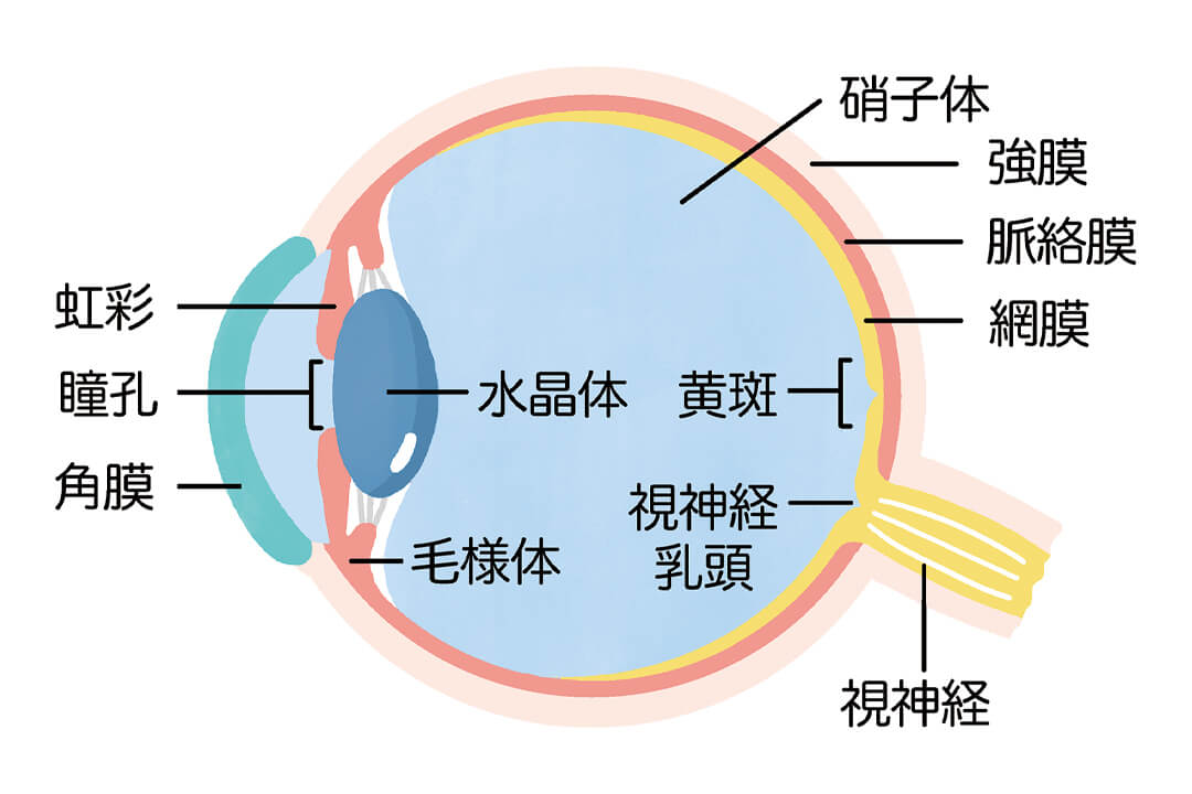 「目が見えるしくみ」と「目の健康」について