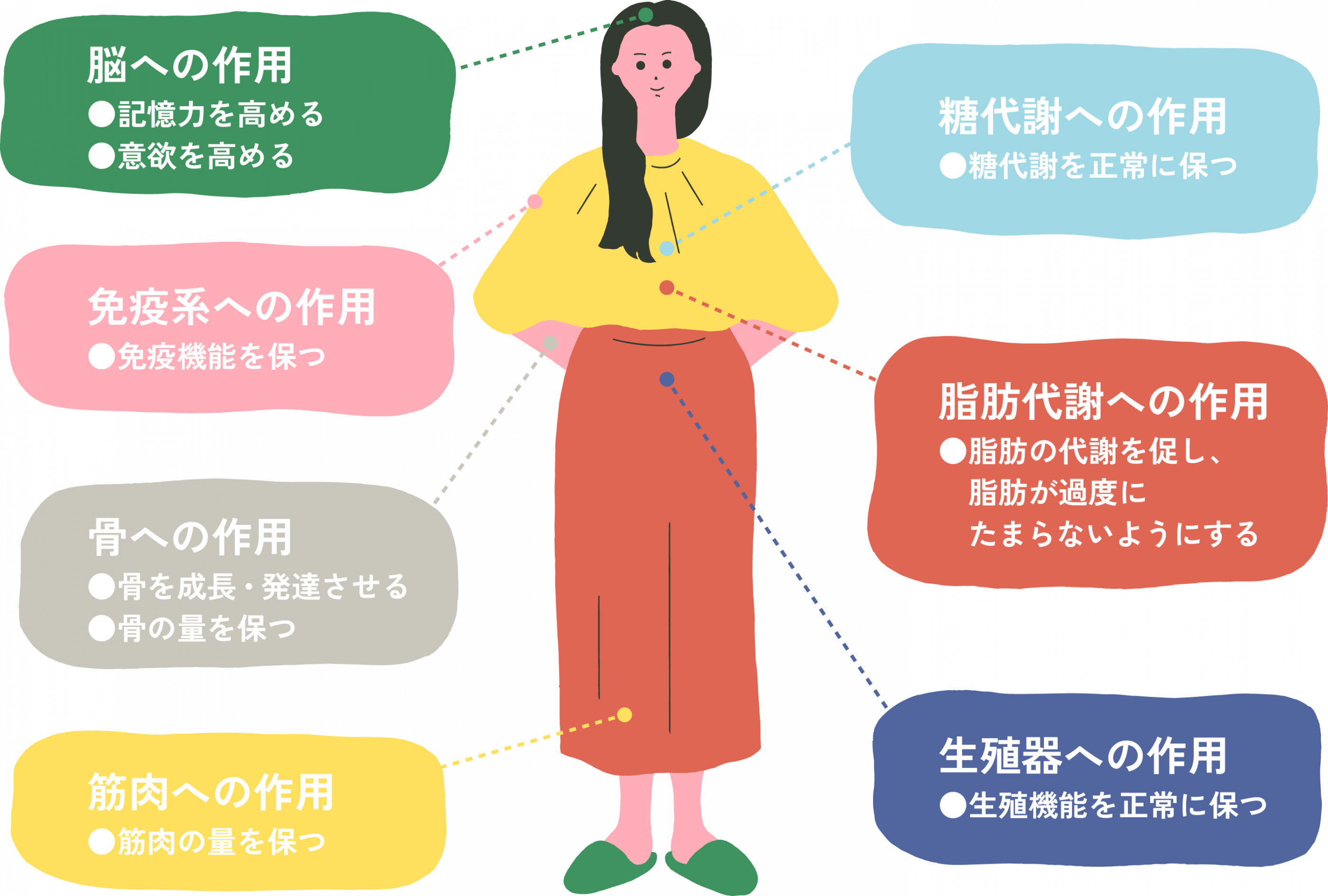 250910fat-and-thin-hormone-cut01