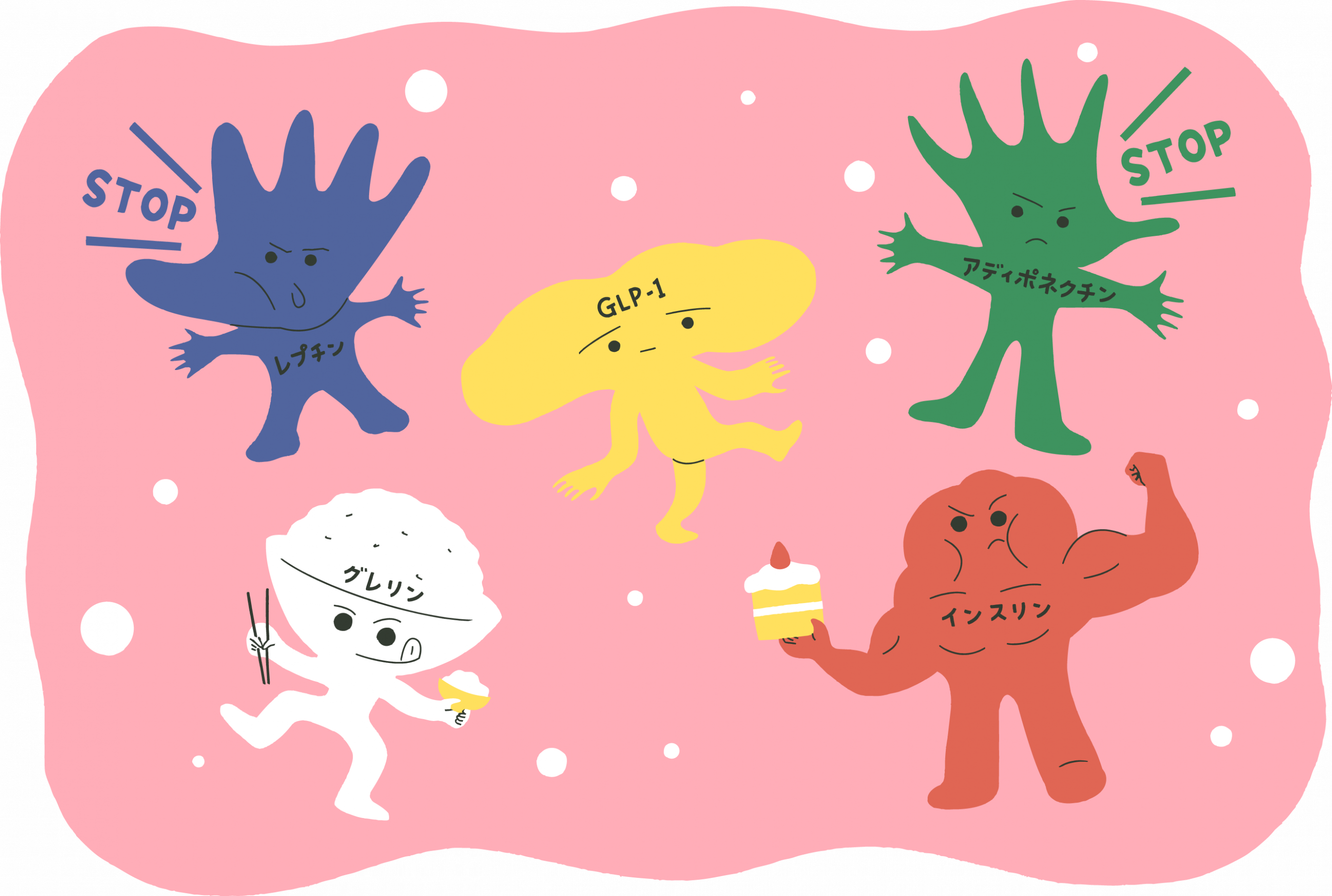 250910fat-and-thin-hormone-cut02