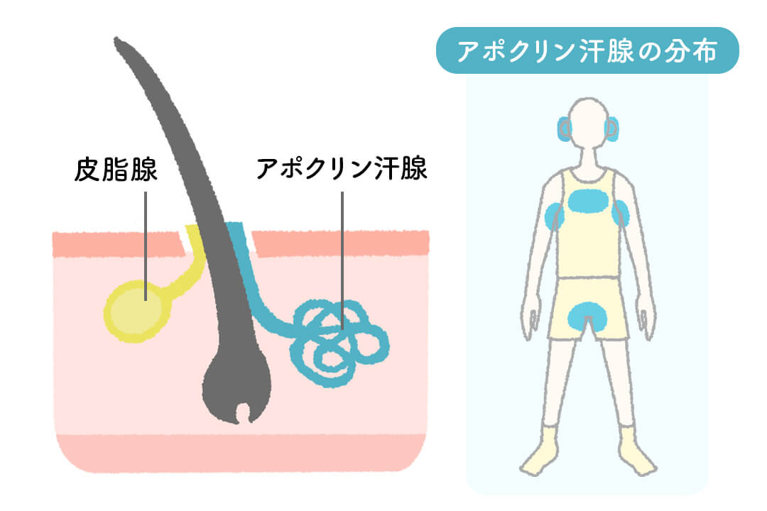 250708sweat-and-smell-apocrine-gland-cut01
