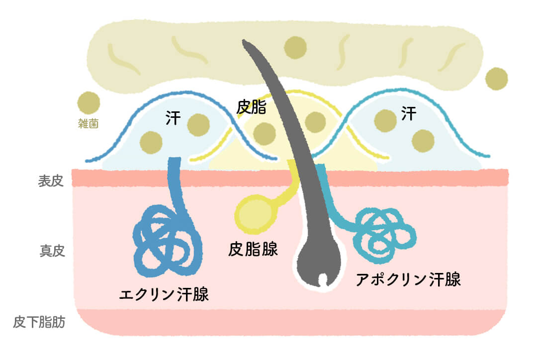 250708sweat-and-smell-apocrine-gland-cut02