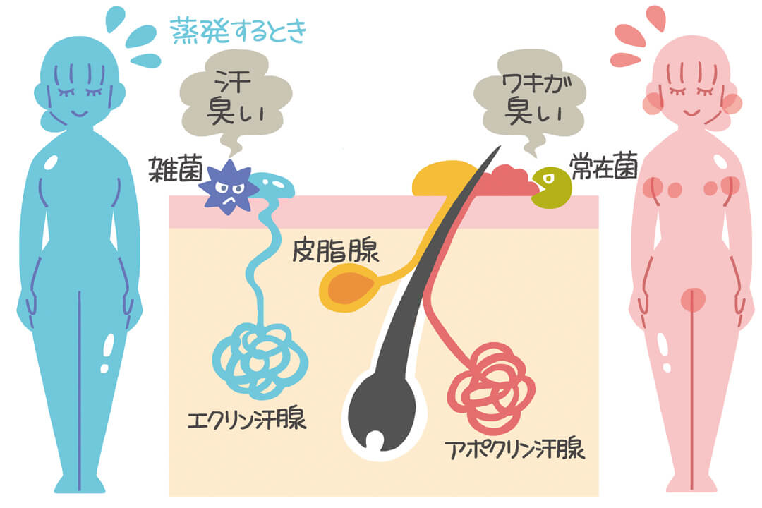 250708sweat-and-smell-roles-cut02