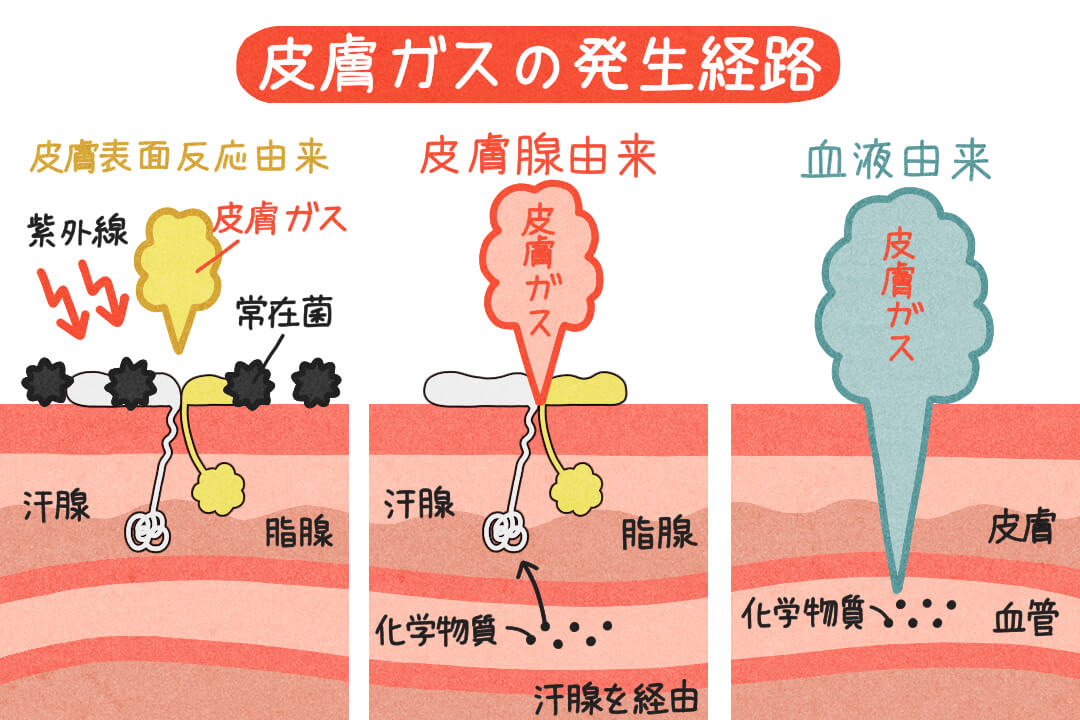 250708sweat-and-smell-skin-gas-cut01