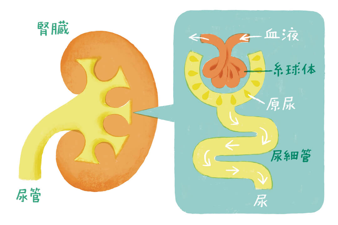 そもそも尿ってなに？尿にまつわる基礎知識と豆知識