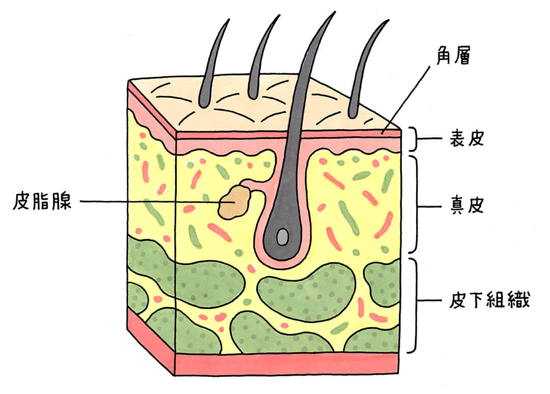 皮膚の構造