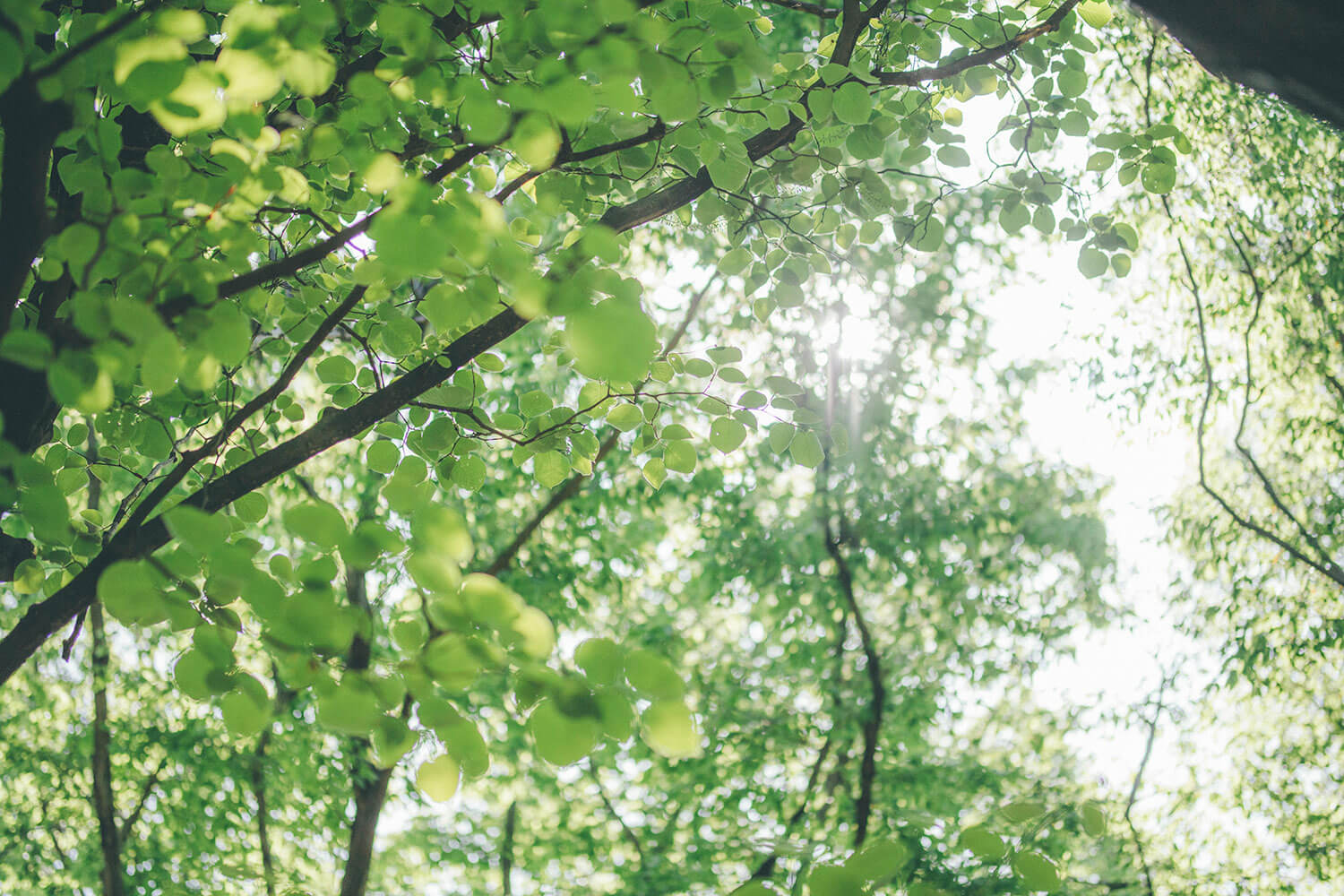 公園で不安解消。森林浴の専門家に聞くリフレッシュ術