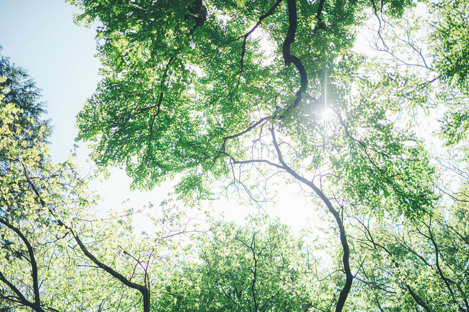 公園で不安解消。森林浴の専門家に聞くリフレッシュ術