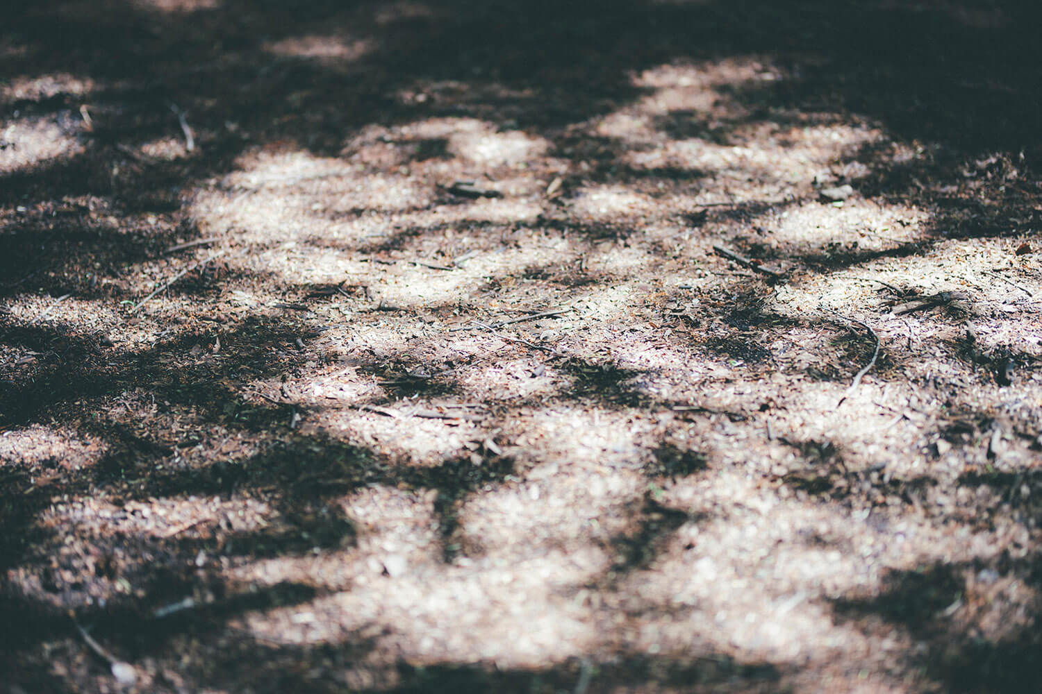 公園で不安解消。森林浴の専門家に聞くリフレッシュ術