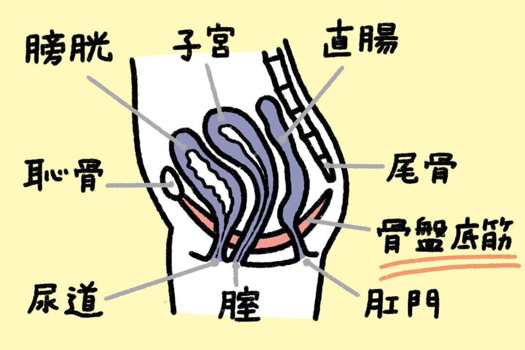 尿もれを予防＆改善！無理なく続ける骨盤底筋の鍛え方