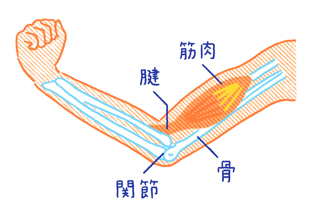 骨と筋肉のしくみ・役割とは？体のつくりをわかりやすく解説