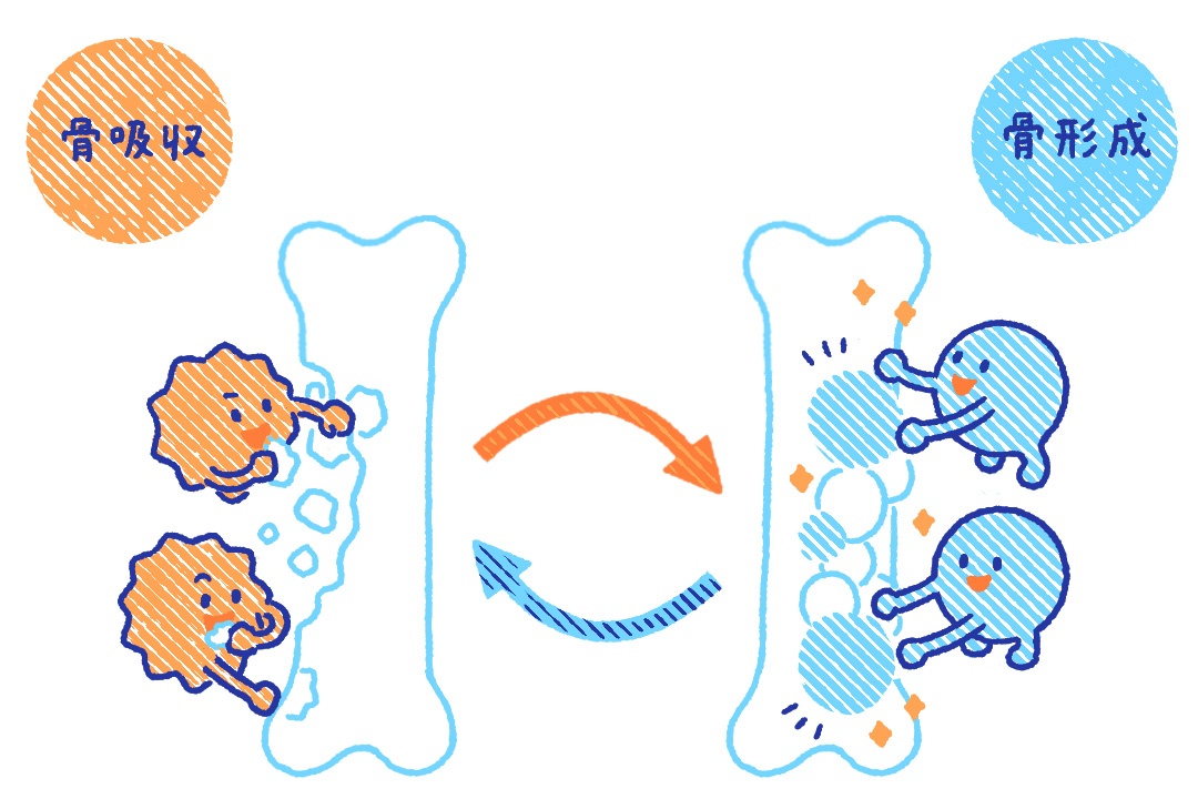 骨と筋肉のしくみ・役割とは？体のつくりをわかりやすく解説