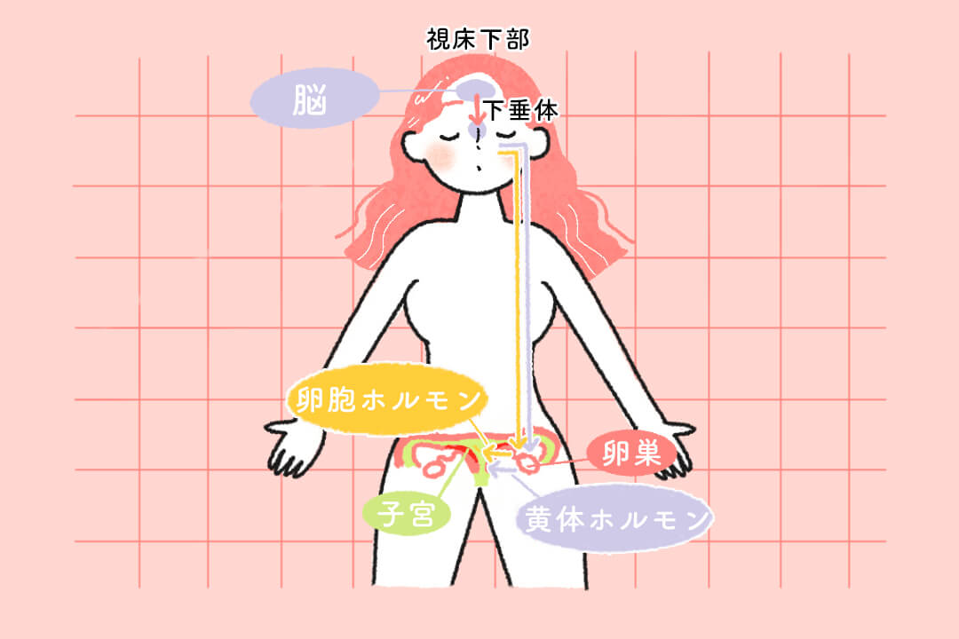 初経から閉経まで。生理のしくみと体の変化を知ろう