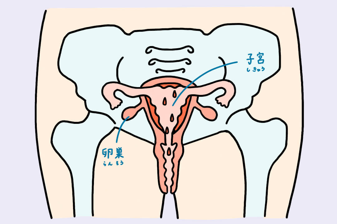 男性にもココは知ってほしい！「生理」のイロハ