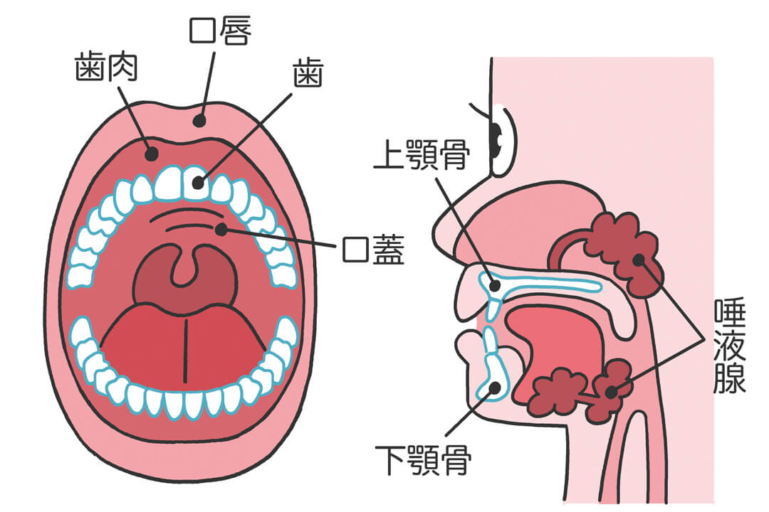 生きていくのにとっても大事！口のなかを徹底解剖