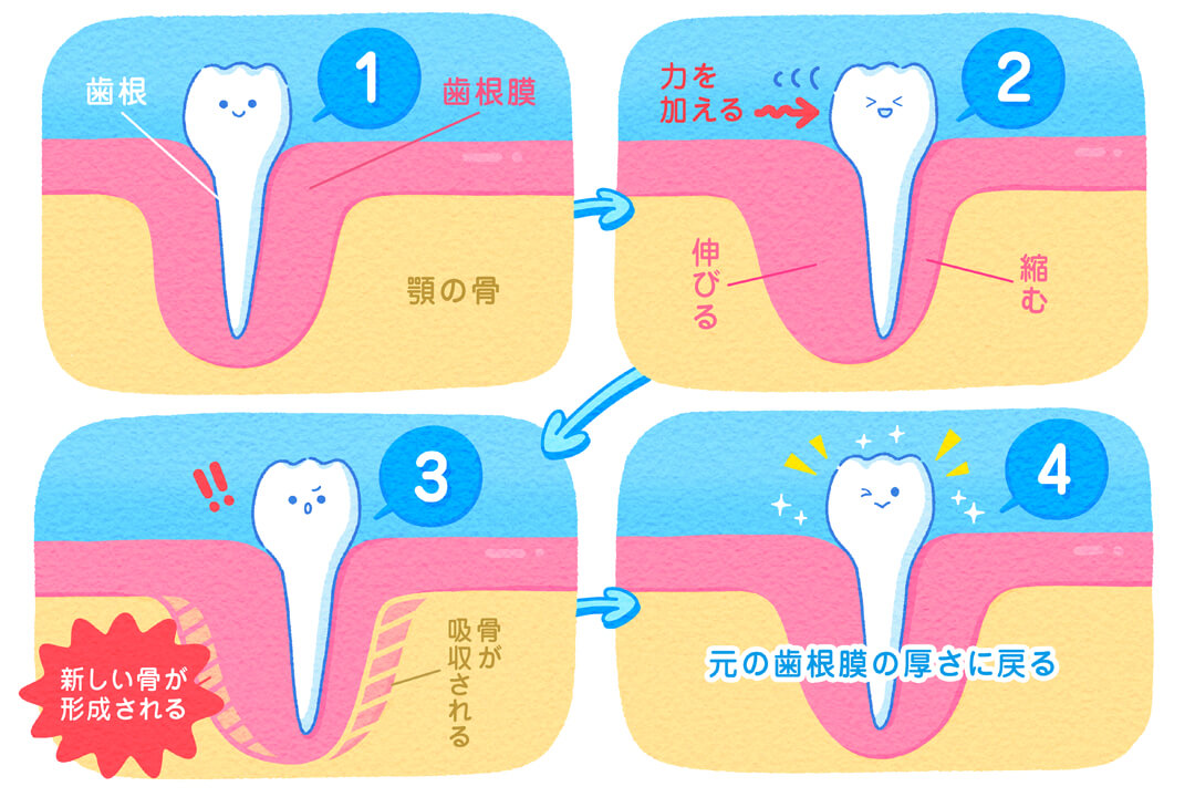 子どもと大人の矯正歯科治療。知っておくべきポイント