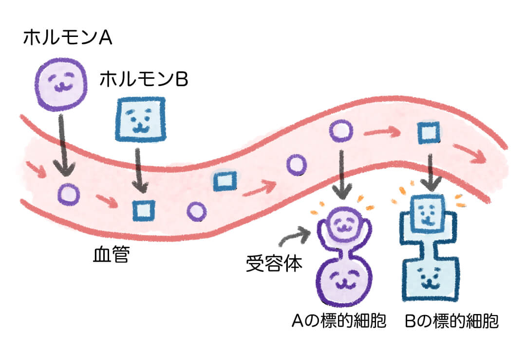 「ホルモン」って体のなかで何をしているの？