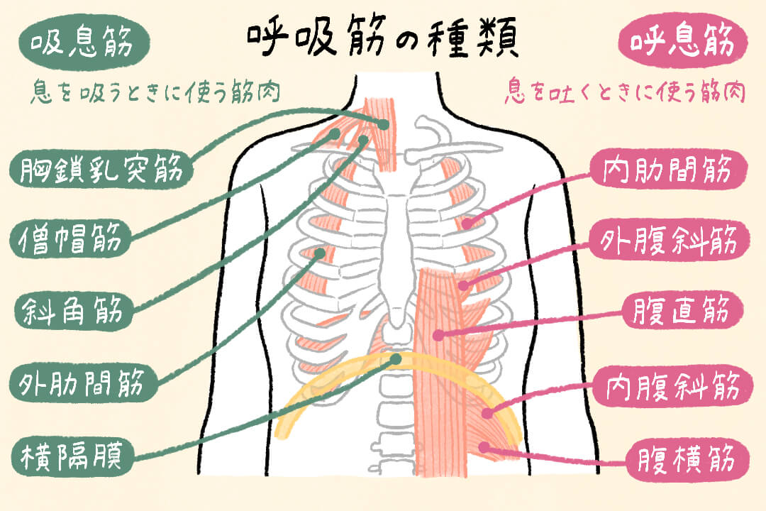 20代から衰える!?ストレッチで「呼吸筋」を鍛えよう！