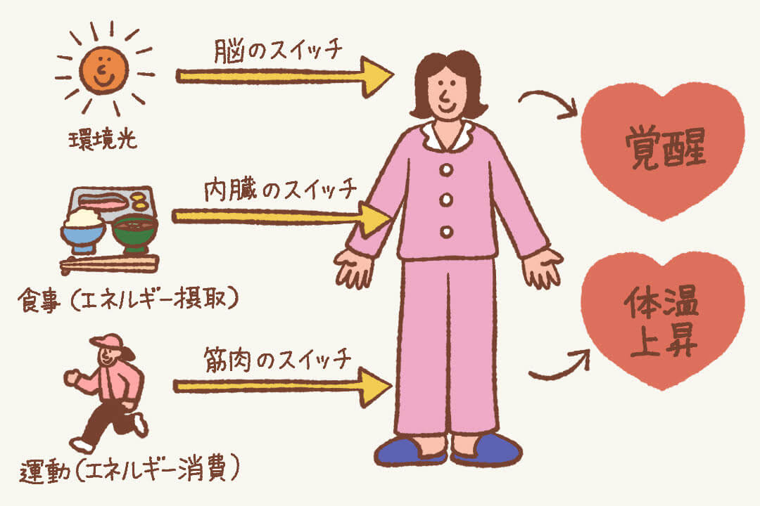 体内時計のスイッチが入る仕組み