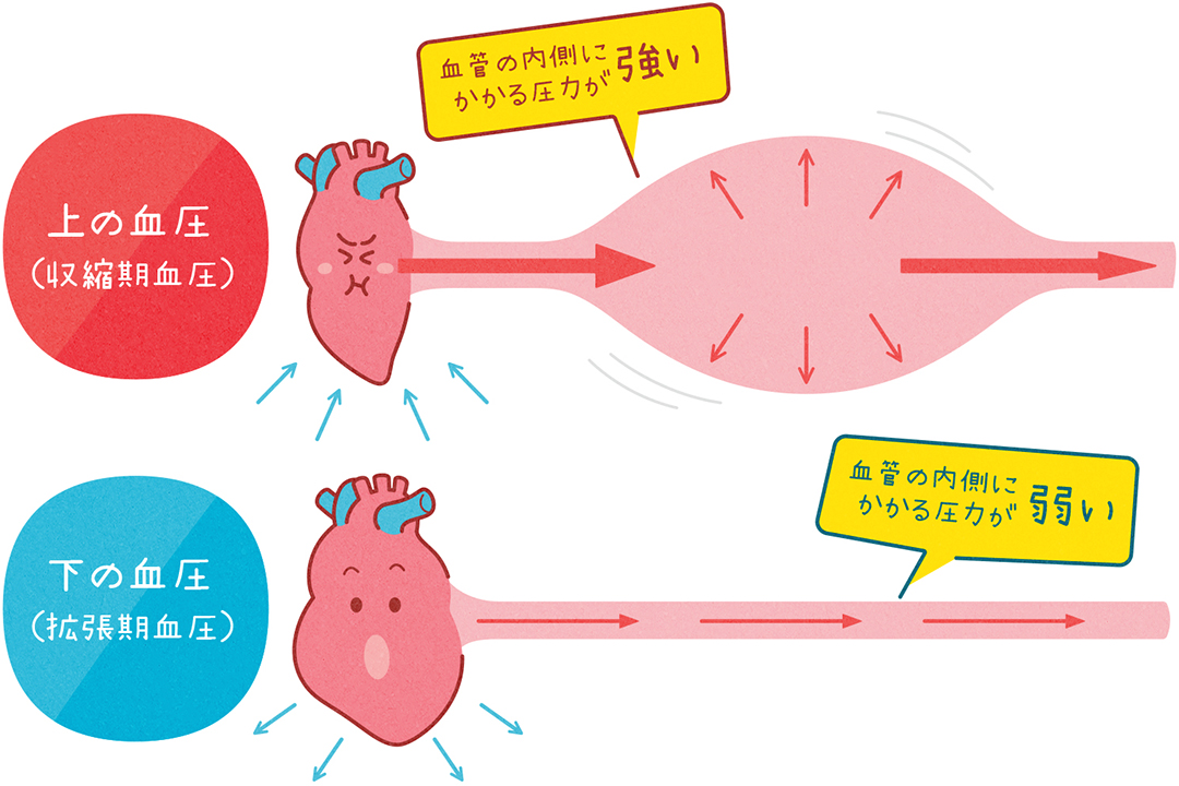 上の血圧と下の血圧のはたらき