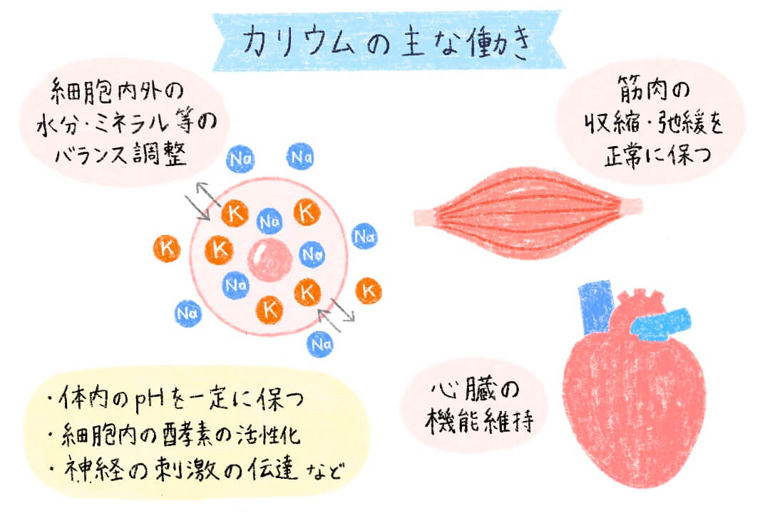 カリウムの主な働き