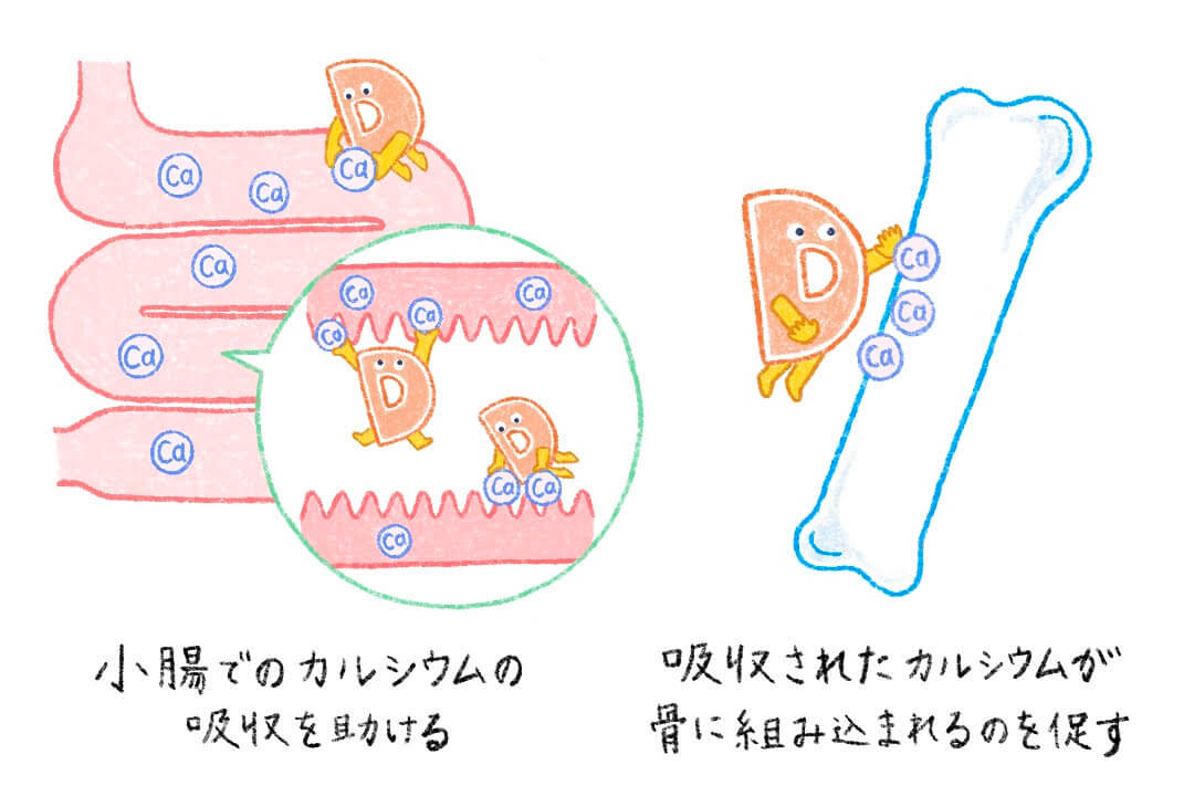 vitaminD-cut01